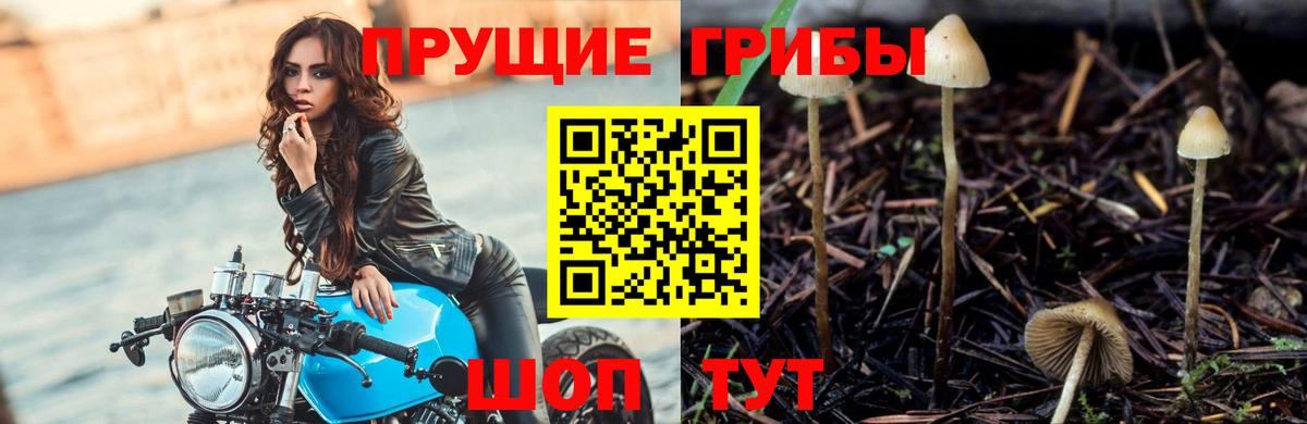 Псилоцибиновые грибы Cubensis Лянтор